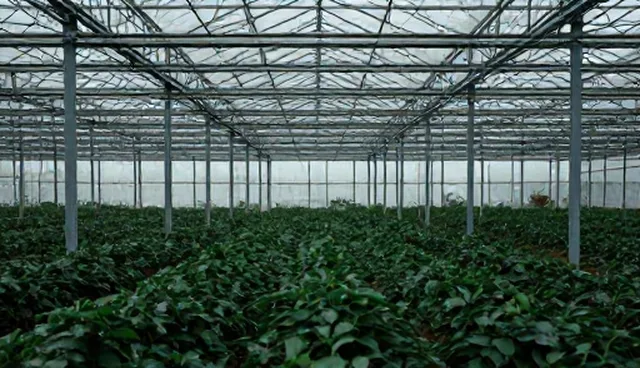 展示优化如何影响供求发布套餐的市场表现